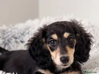 Miniature Dachshund dogs 🌟Last KC Miniature LH Dachshund Puppy Girl 🌟 - Advert 16