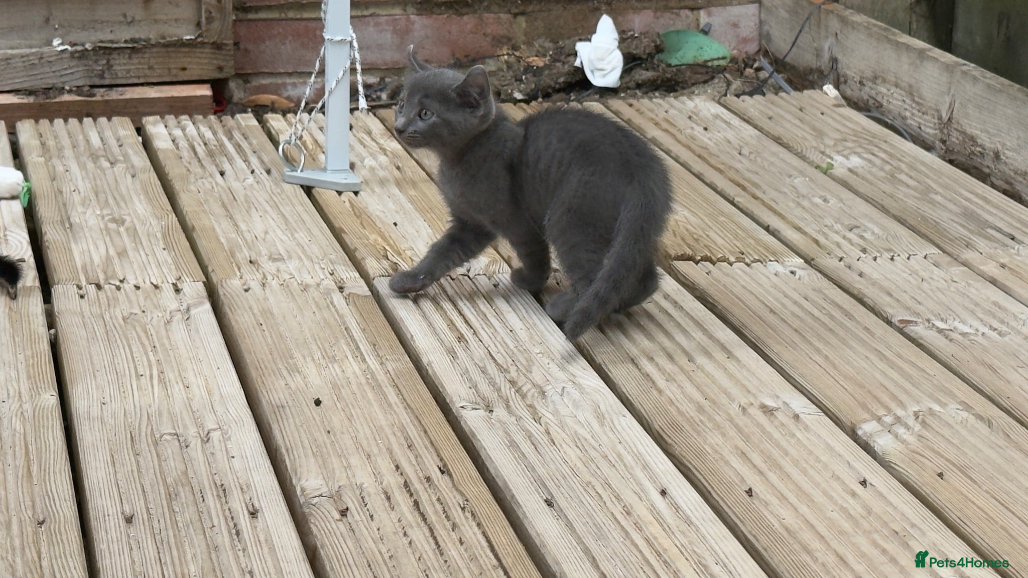 Mixed Breed cats  beautiful Three kittens. - Advert 4