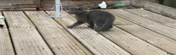 Mixed Breed cats for sale:  beautiful Three kittens. - Advert 1