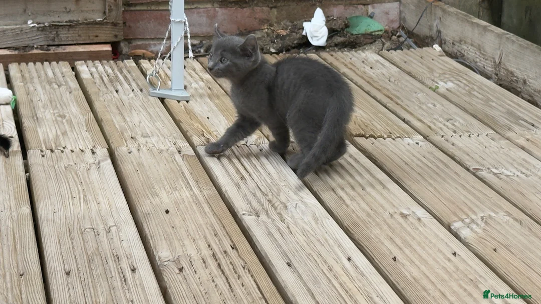 Mixed Breed cats for sale:  beautiful Three kittens. - Advert 1