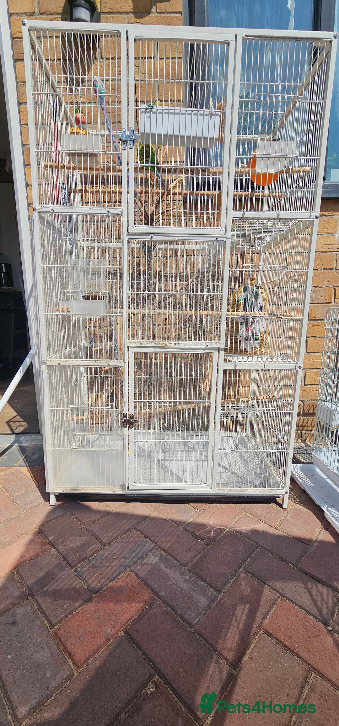 Budgerigars birds for sale: Budgies for sale! Food and 2 cages included! - Image 4