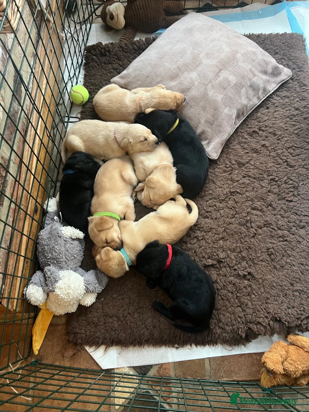 Labrador Retriever dogs for sale: Black and golden Labrador pups for sale  in Darlington - Advert 4