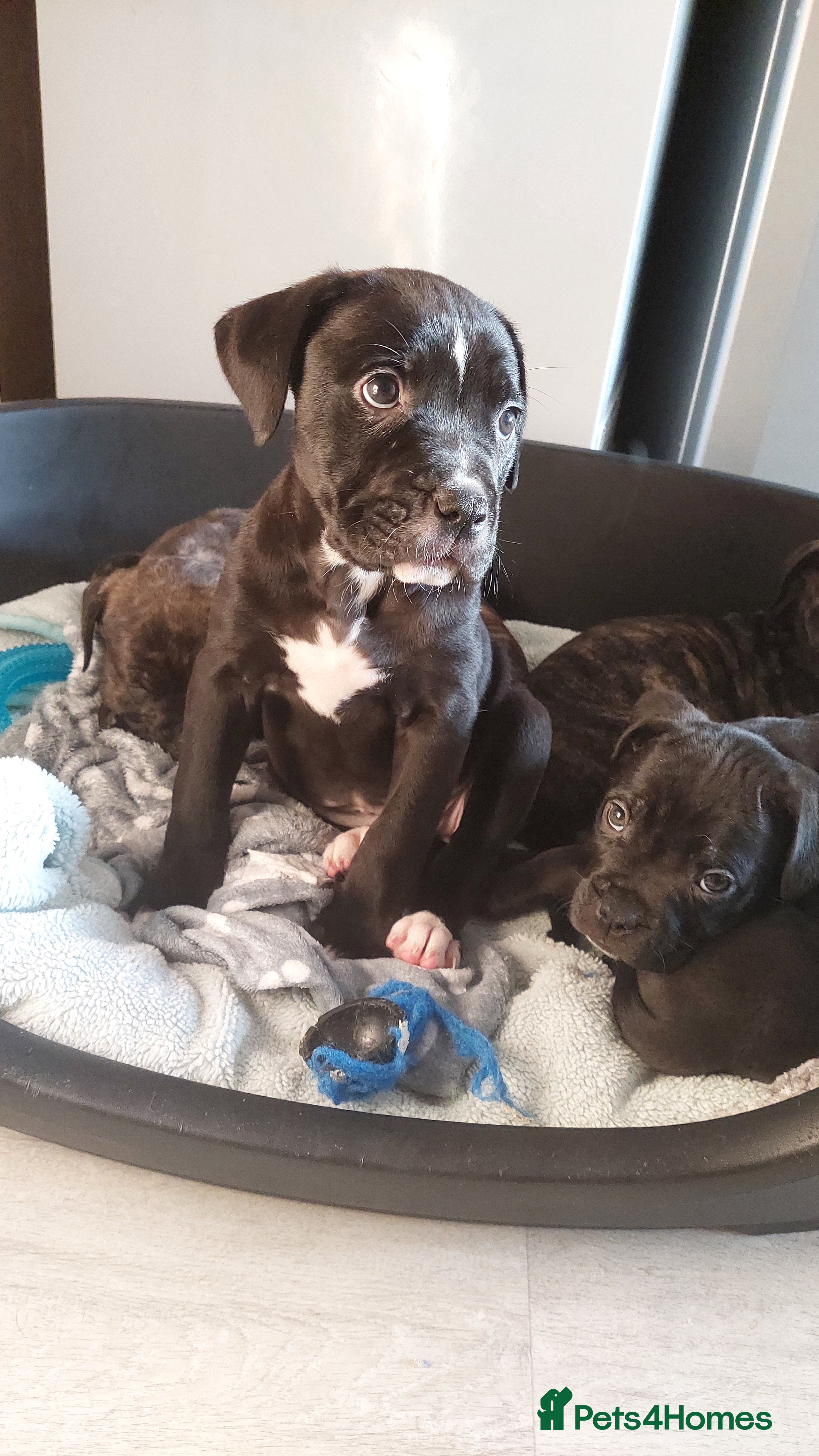 Mixed Breed dogs Cane Corso cross American bulldog puppy's  - Advert 8