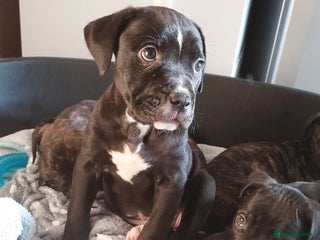 Mixed Breed dogs Cane Corso cross American bulldog puppy's - Advert 8