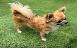 Chihuahua dogs for sale: Gorgeous Longcoat little boy - Image 3