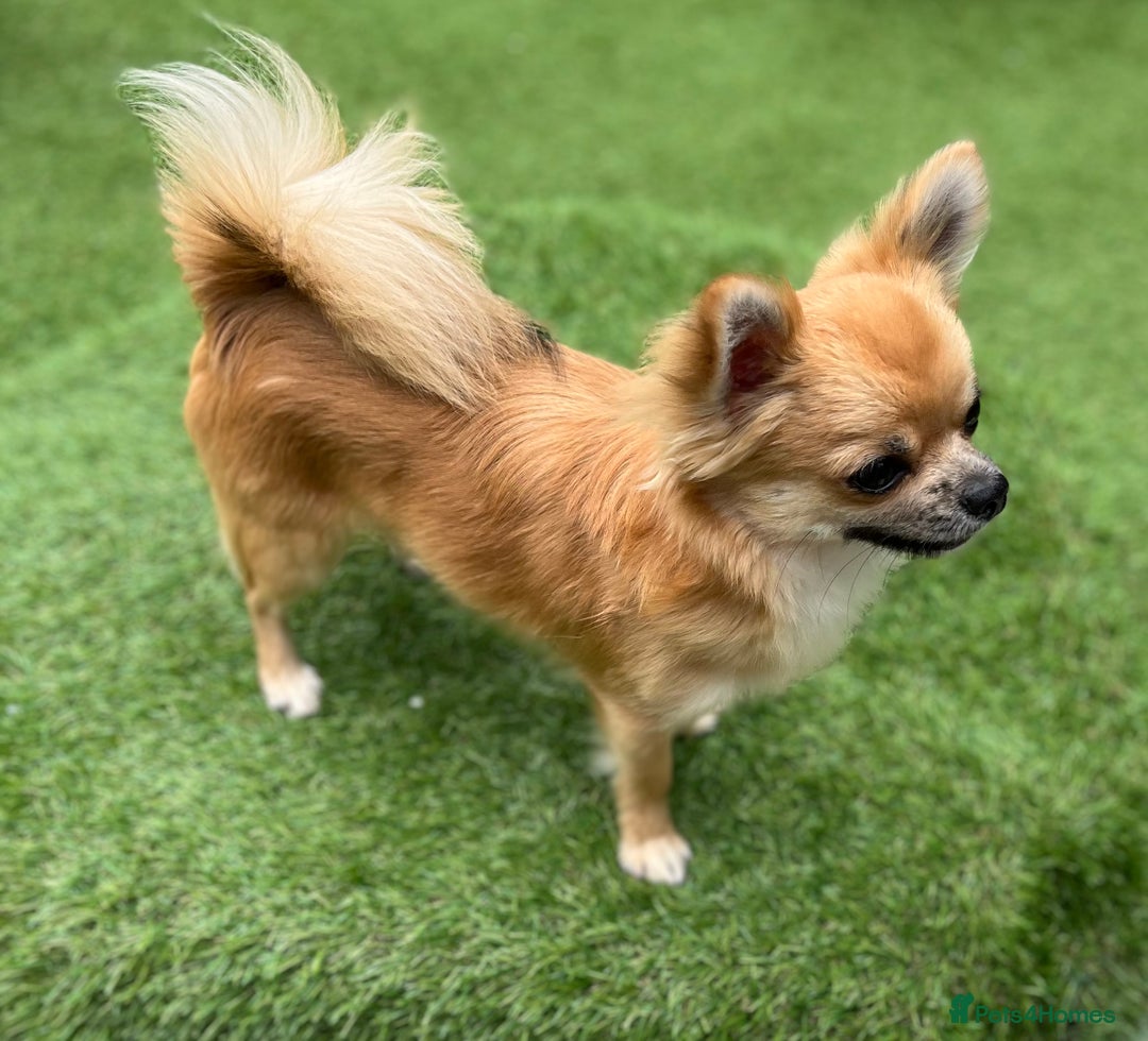Chihuahua dogs for sale: Gorgeous Longcoat little boy - Image 3