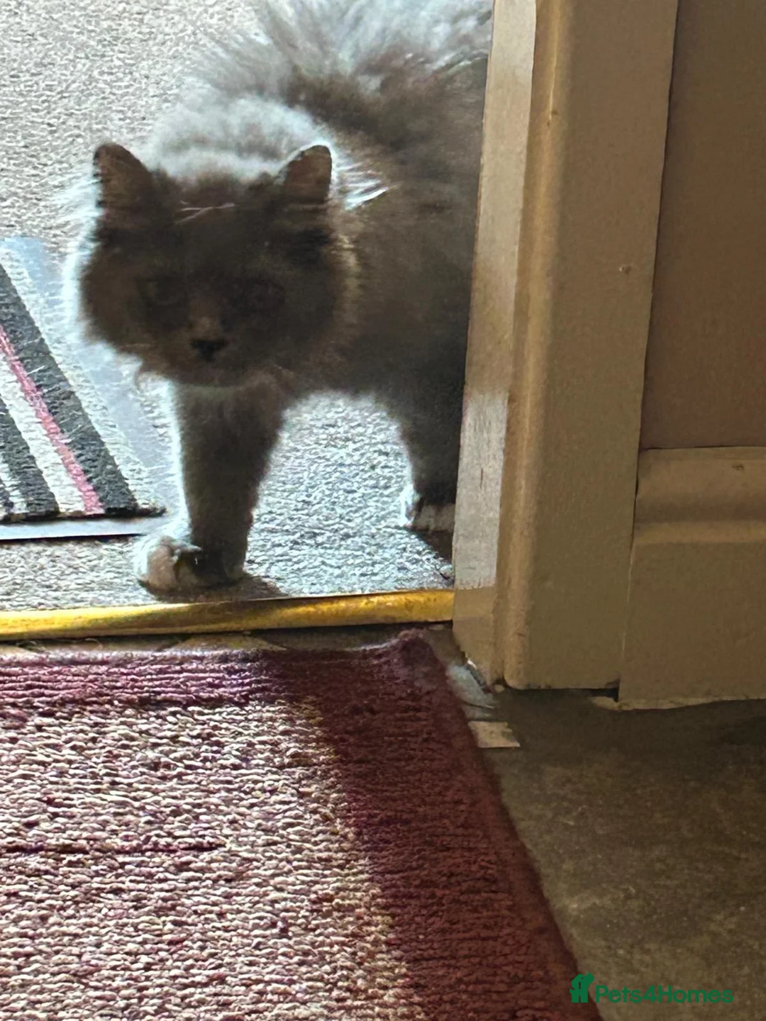 Mixed Breed cats for sale: Male Ragdoll/Persian Kitten - Advert 5