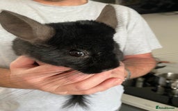 Chinchilla rodents for sale: Extra Dark Ebony Male Chinchilla  - Image 2