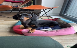 Dachshund dogs for sale: Adorable Dacshund Needs New Home - Image 6