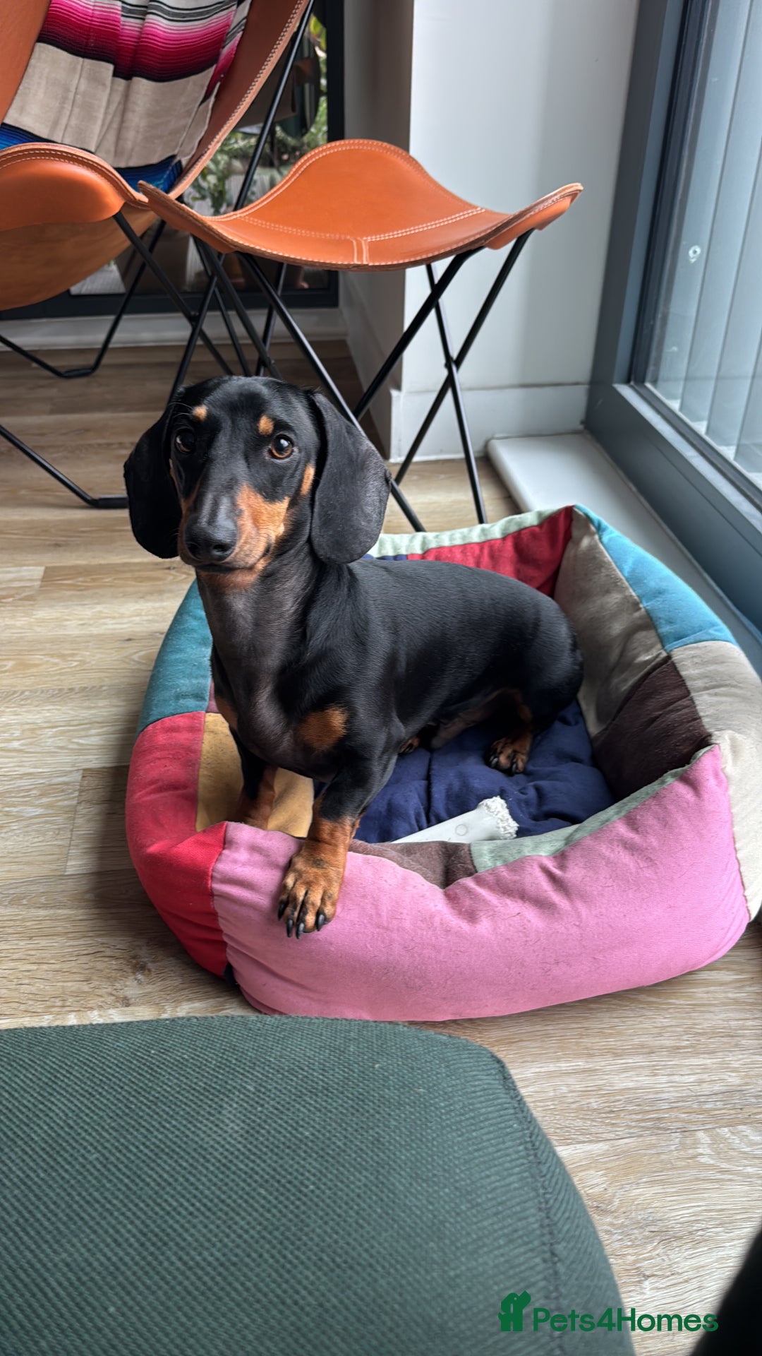 Dachshund dogs for sale: Adorable Dacshund Needs New Home - Image 6