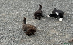 British Shorthair cats for sale: Kittens free to good home  - Image 4