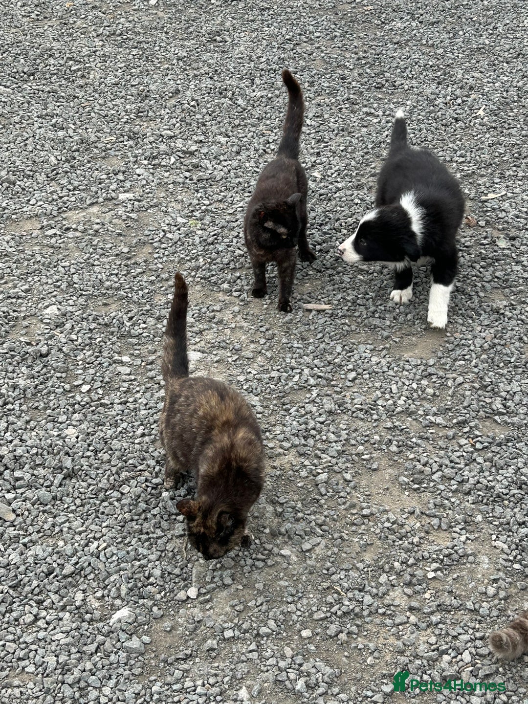 British Shorthair cats for sale: Kittens free to good home  - Image 4