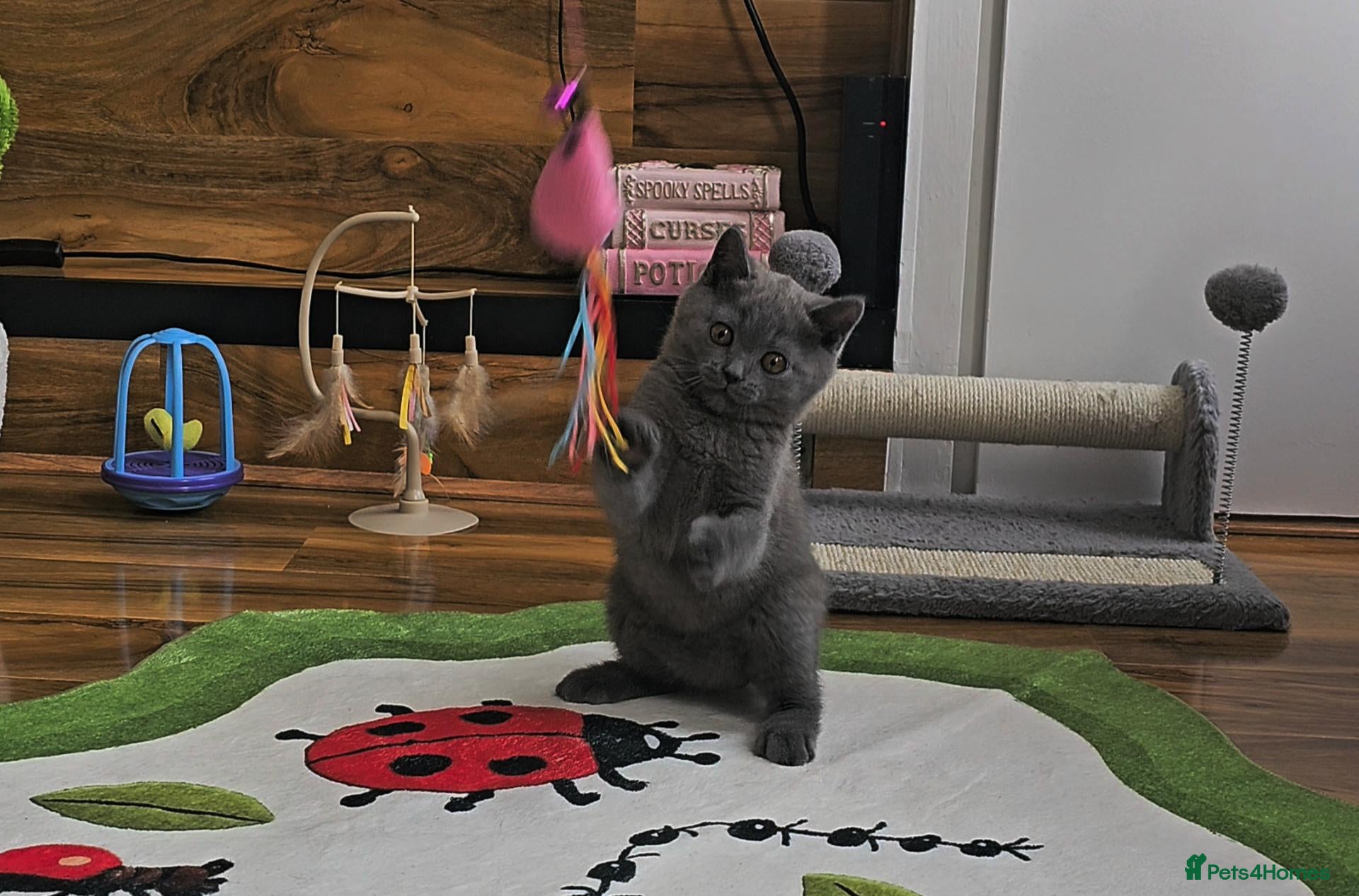 British Shorthair cats Blue British Shorthair kitten - Advert 1