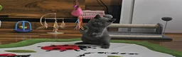 British Shorthair cats for sale: Blue British Shorthair kitten - Advert 1