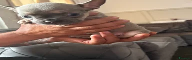 French Bulldog Puppys