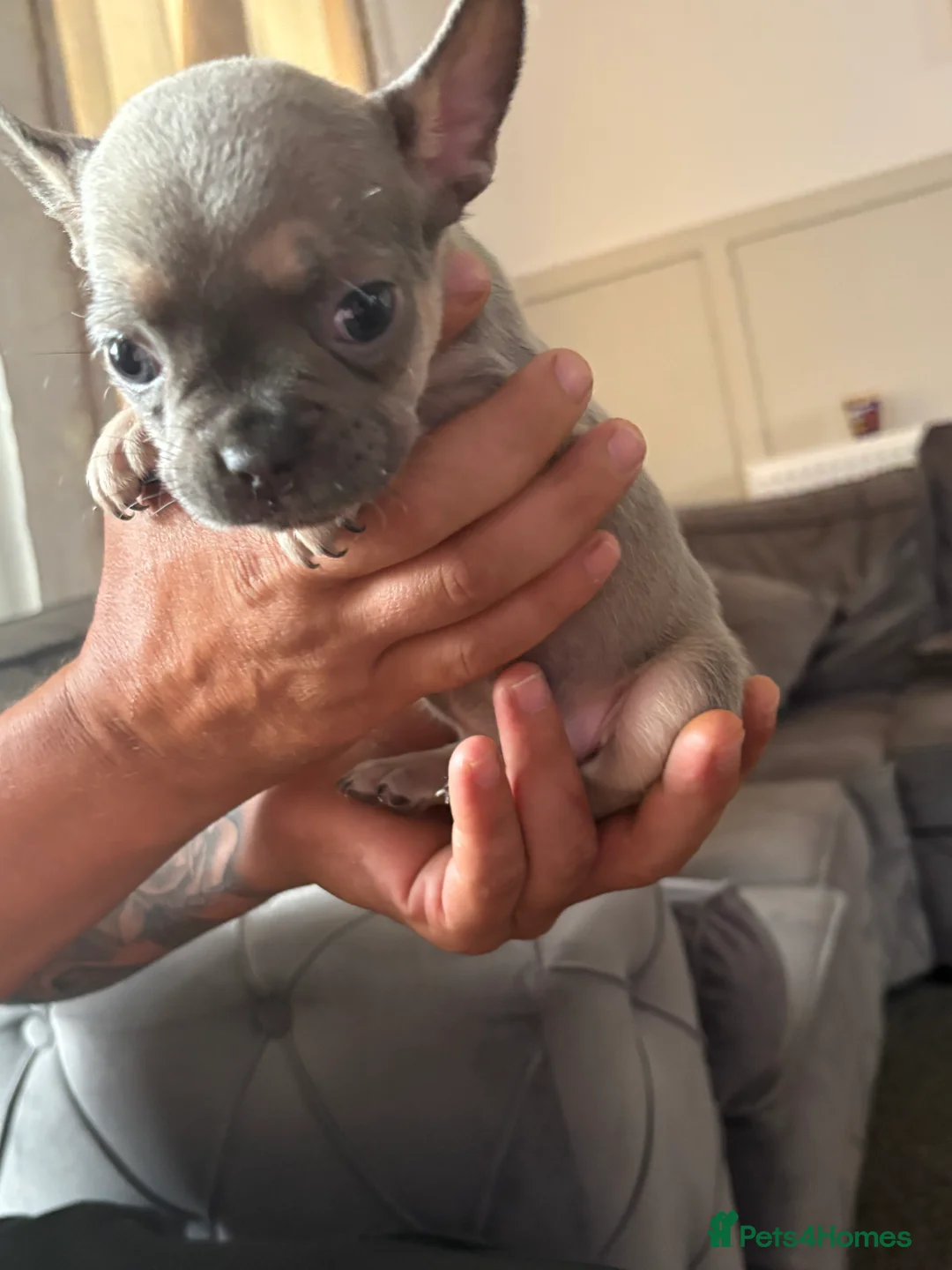 French Bulldog dogs for sale: Beautiful blue French bulldog  - Advert 2