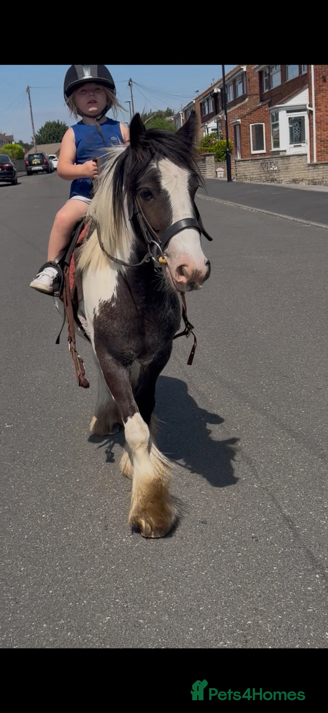 Irish Cob horses for sale: perfect children's pony 💓 - Advert 2