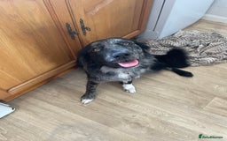 Mixed Breed dogs for sale: Aussie shepherd/staffy - Image 29