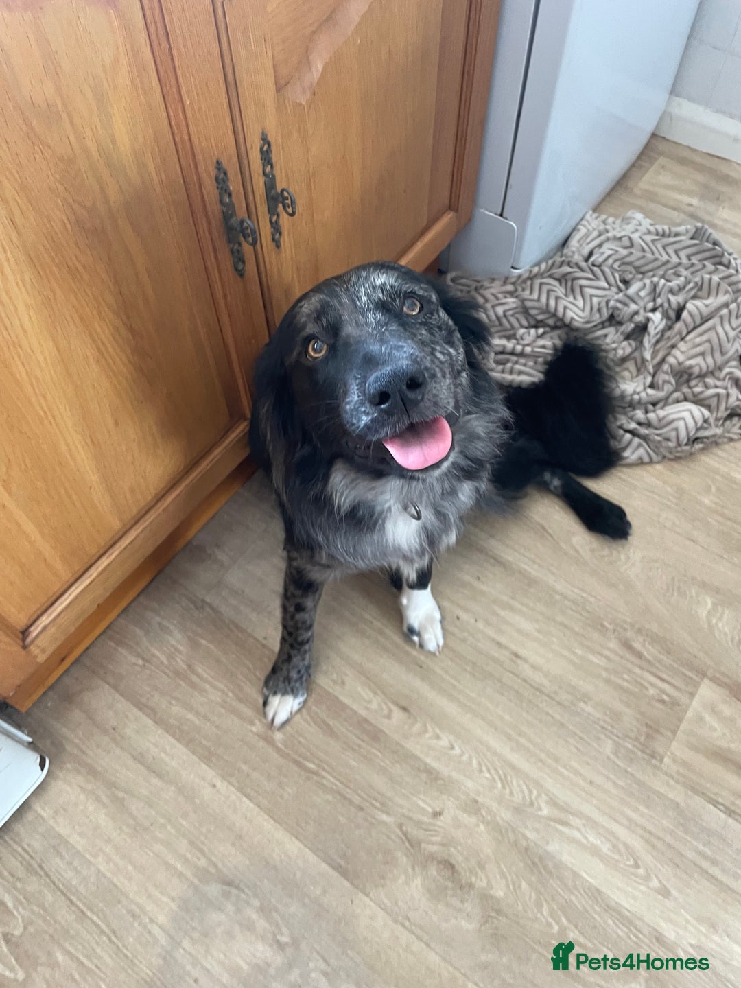 Mixed Breed dogs for sale: Aussie shepherd/staffy - Image 29
