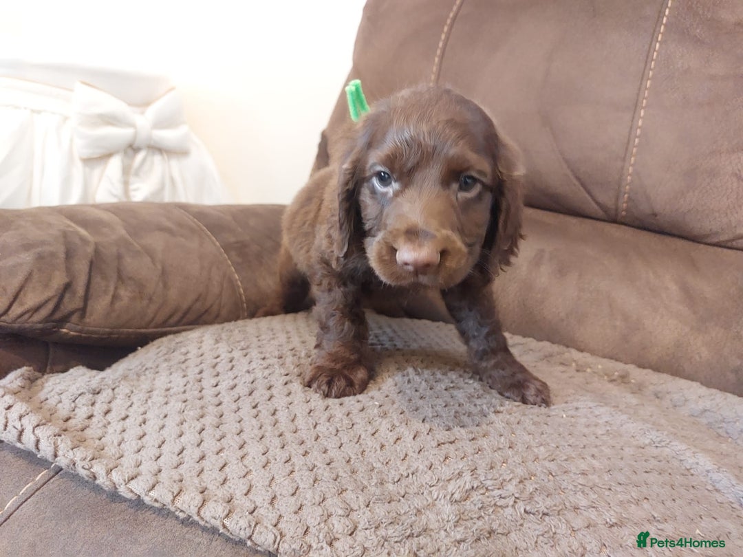 Cocker Spaniel dogs for sale: Cocker spaniel puppies  - Image 4