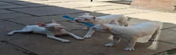 Boston Terrier dogs for sale: Uniqie/Rare White Boston Terrier Boys  - Advert 3