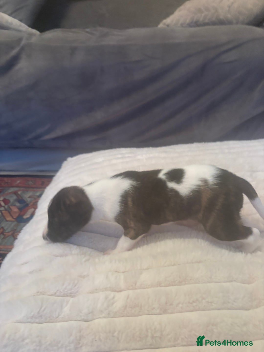 Whippet dogs for sale: Whippet Puppies - Advert 17