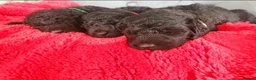 Labradoodle dogs for sale: F1B Standard Labradoodle Puppies 🐾💕 - Advert 2
