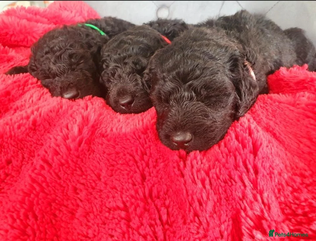 Labradoodle dogs for sale: F1B Standard Labradoodle Puppies 🐾💕 - Advert 2