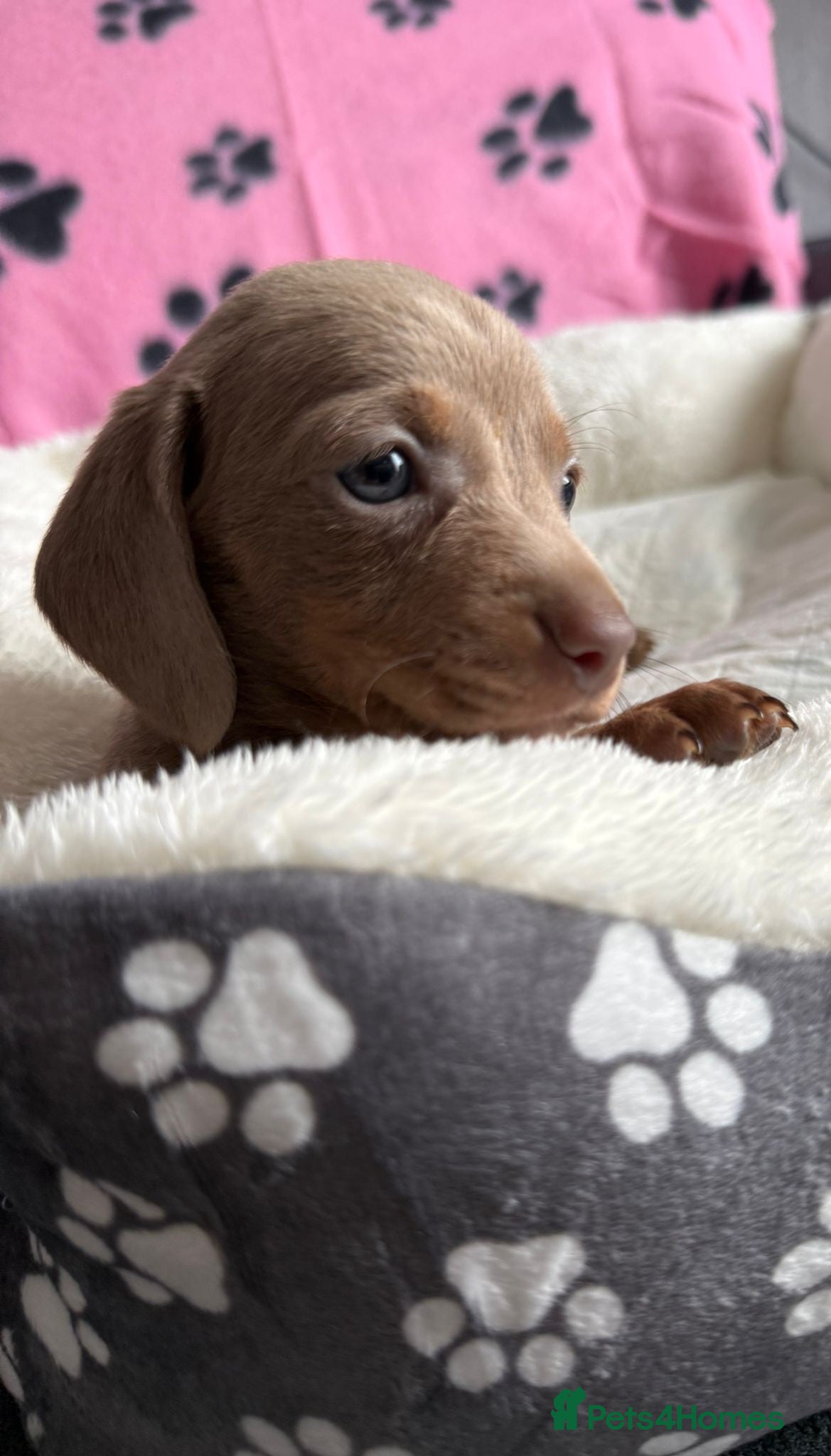 Dachshund dogs Gorgeous litter🌈 - Advert 2