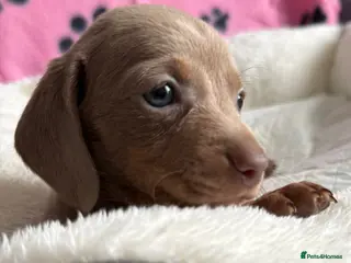 Dachshund dogs Gorgeous litter🌈 - Advert 2