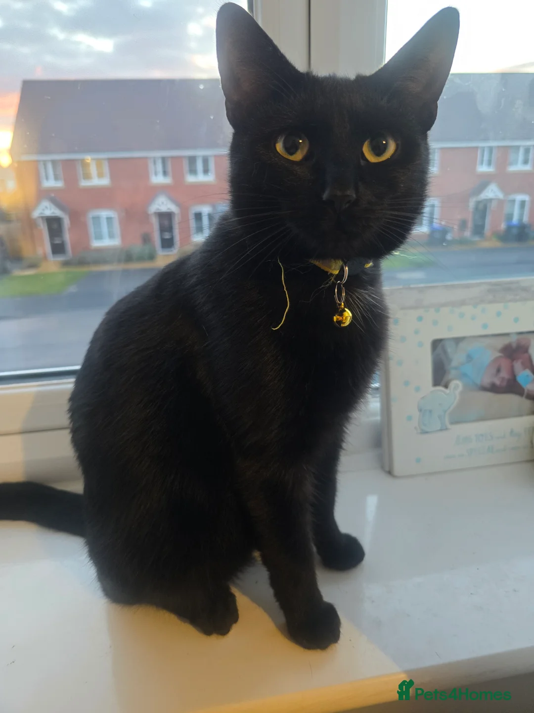 Mixed Breed cats for sale: 3 beautiful tabby kittens  - Advert 1