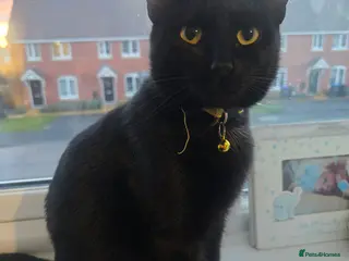 Mixed Breed cats 3 beautiful tabby kittens - Advert 1