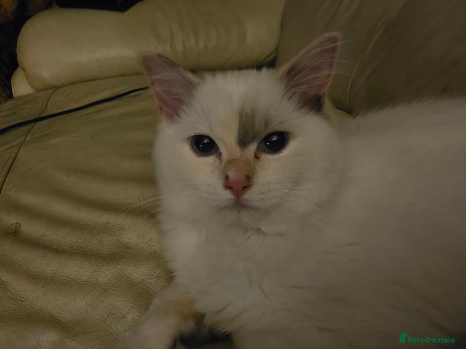 Ragdoll cats Last beautiful girl available  - Advert 2
