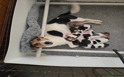 Jack Russell dogs for sale: 2 boys & 1 girl left, Ready & available from today - Image 2