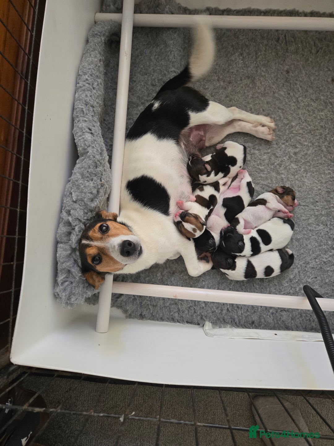 Jack Russell dogs for sale: 2 boys & 1 girl left, Ready & available from today - Image 2