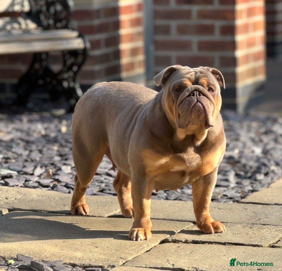 English Bulldog dogs Female English Bulldog  - Advert 1