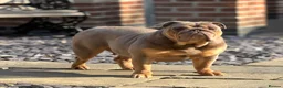 English Bulldog dogs for sale: Female English Bulldog  - Advert 4