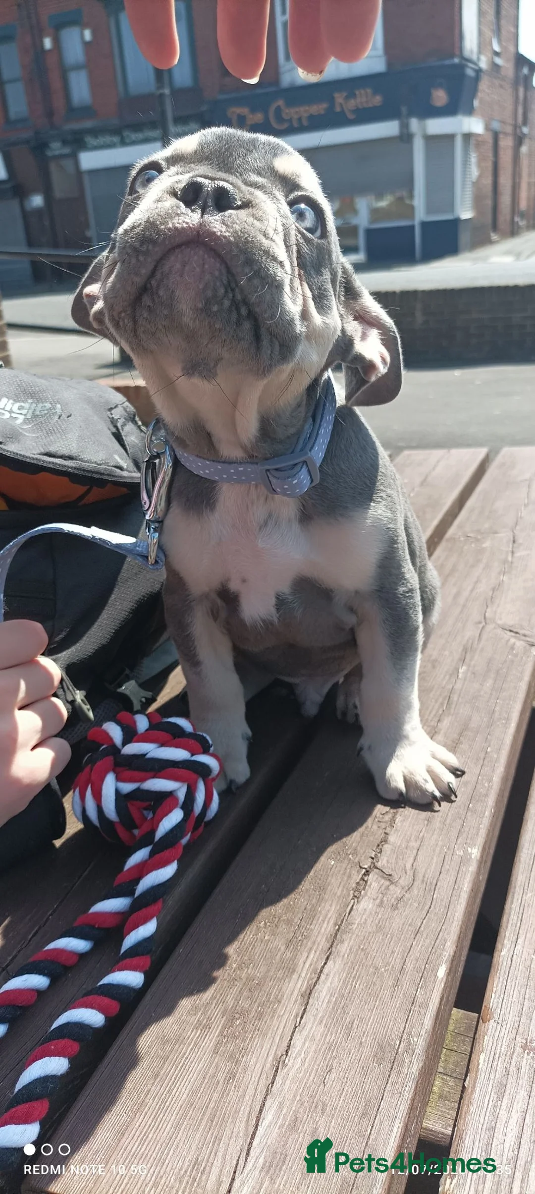 French Bulldog dogs for sale: French bulldog  dog  in Hartlepool - Advert 4