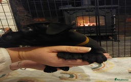 Staffordshire Bull Terrier dogs for sale: *2 left* Stunning Chunky KC Staffy Pups - Image 13