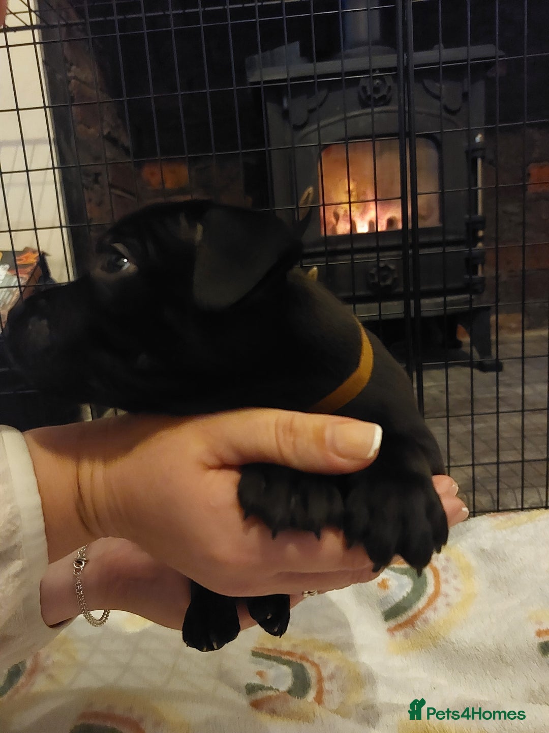 Staffordshire Bull Terrier dogs for sale: *2 left* Stunning Chunky KC Staffy Pups - Image 13