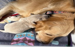 Golden Retriever dogs for sale: Fluffy Cream & Gold Golden Retriever Puppies - Image 6