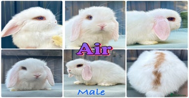 Mini Lop rabbits - Advert 2