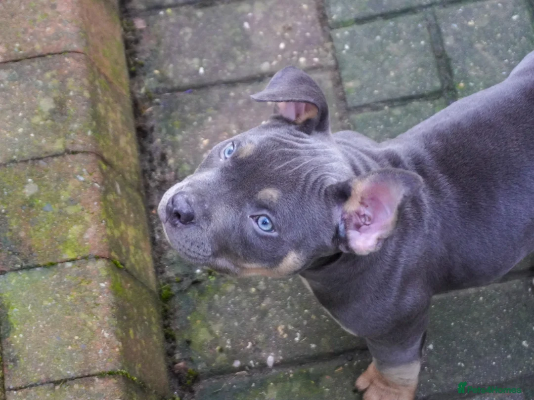 American Bully dogs for sale: 1 ABKC Pocket Bully puppy remaining - Advert 5
