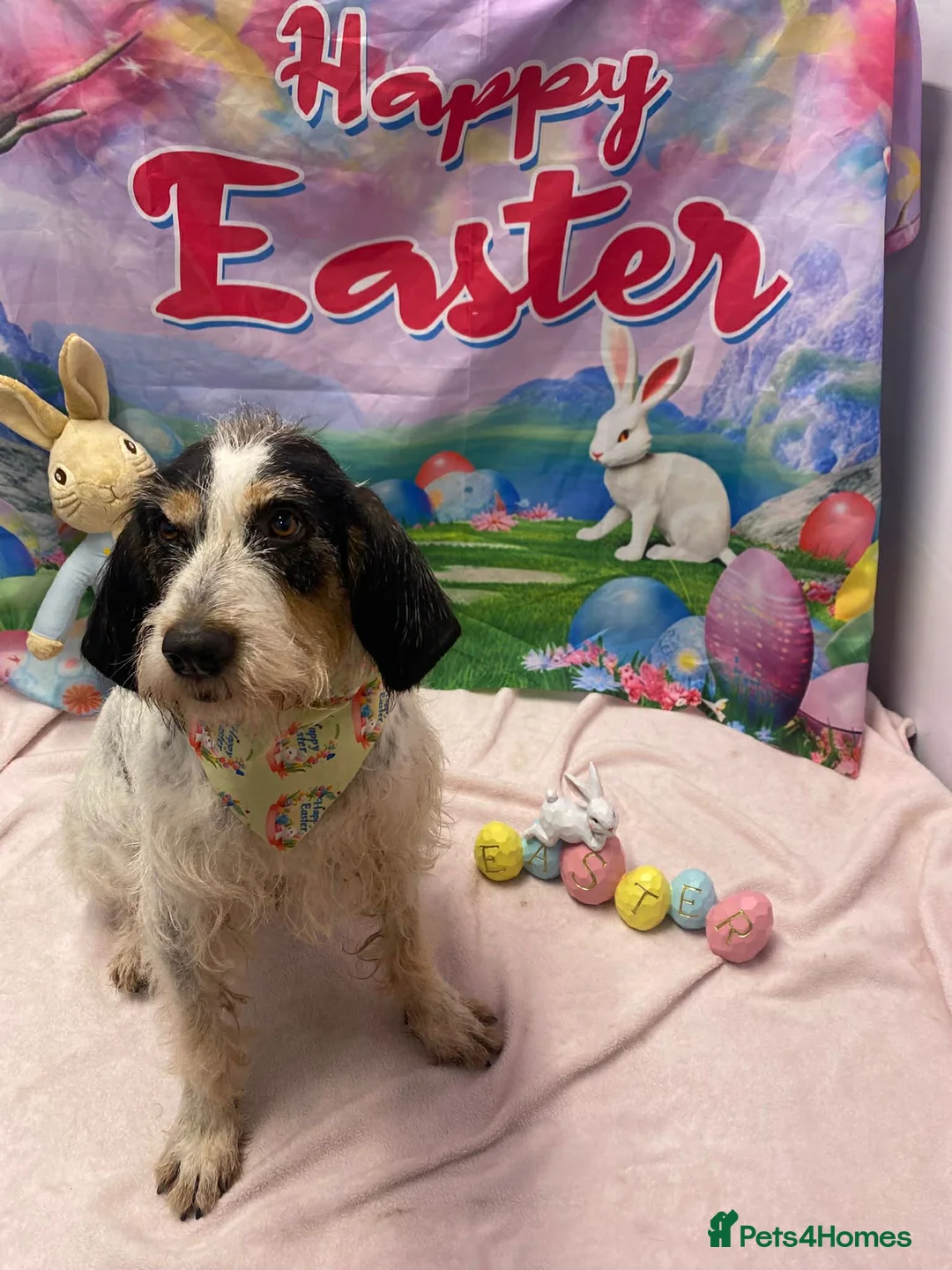 Mixed Breed dogs for adoption: Chispa - cheeky Griffon X for adoption - Advert 1