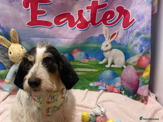 Mixed Breed dogs Chispa - cheeky Griffon X for adoption - Advert 15