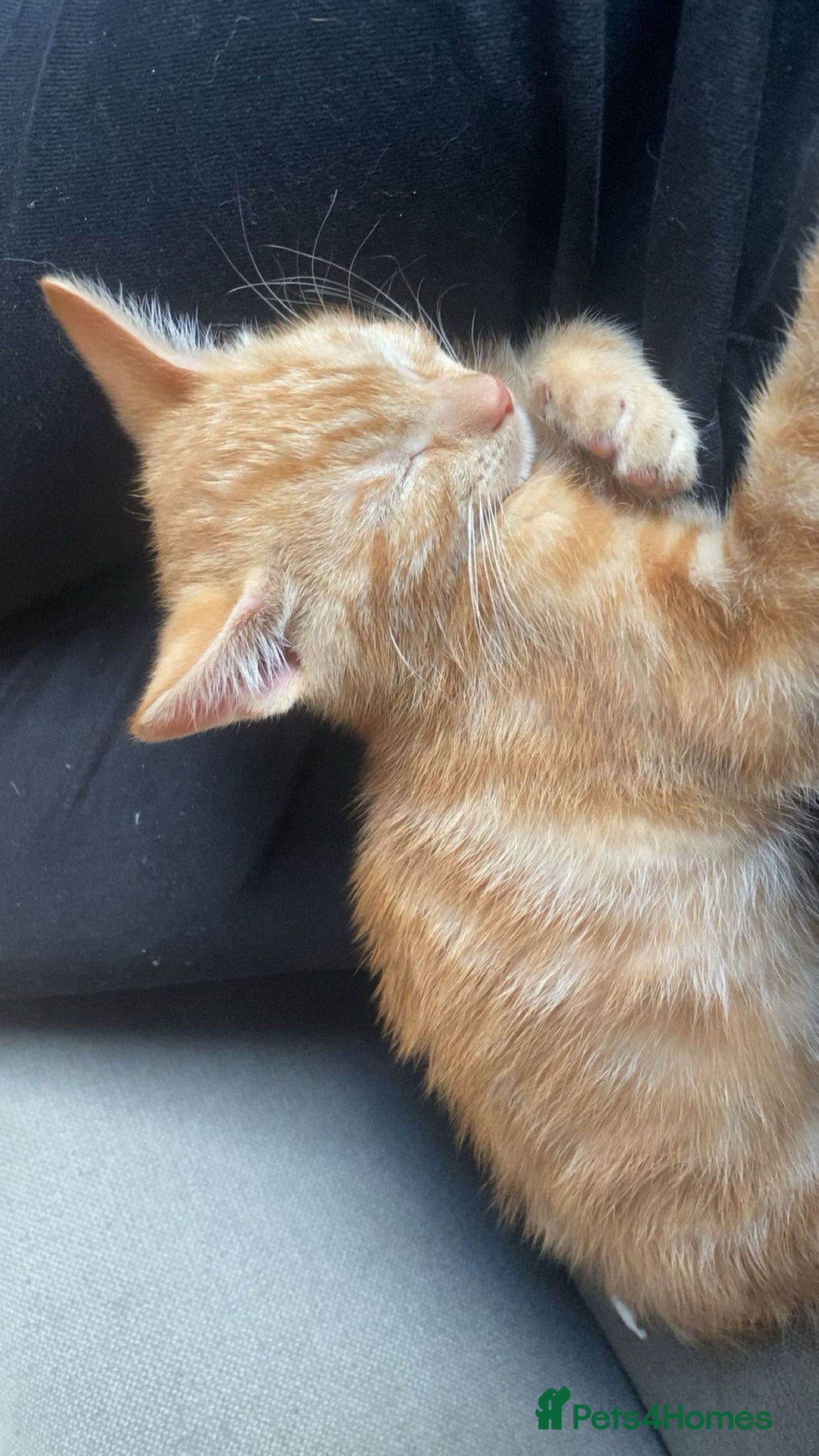 American Shorthair cats for sale: Ginger female - American shorthair - Advert 4