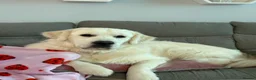 Golden Retriever dogs for stud: Golden( white) retriever for STUD - Advert 4