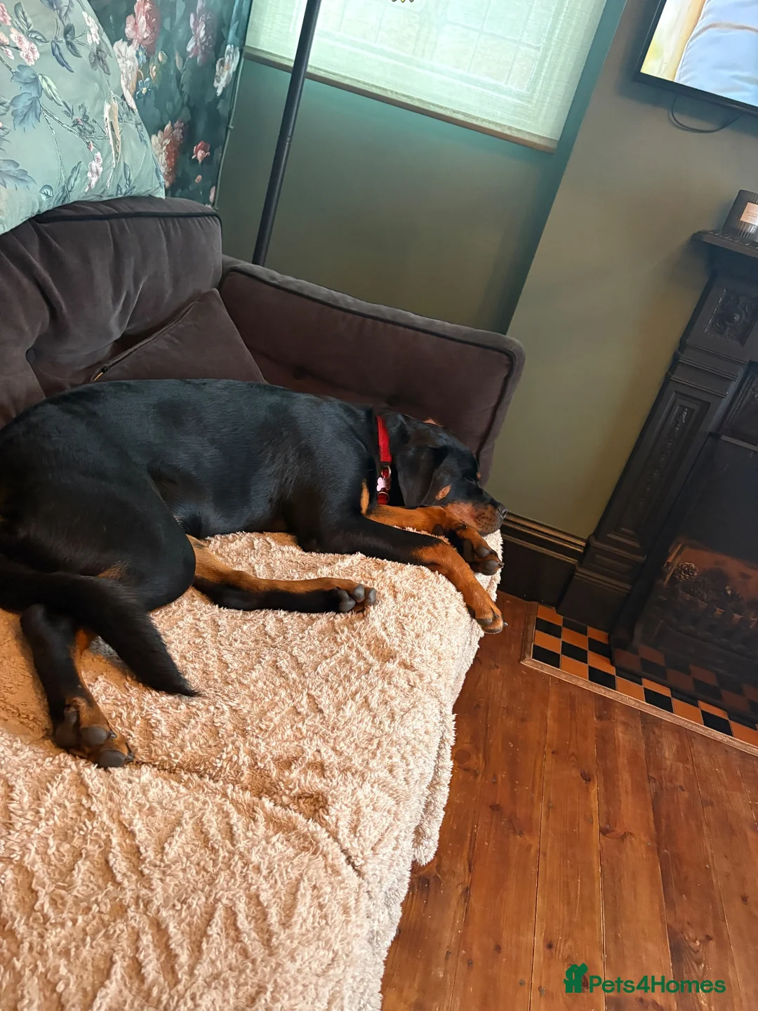 Rottweiler dogs for sale: Little piper - Advert 5