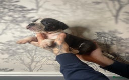 Mixed Breed dogs for sale: Bulldogs for sale  - Image 10