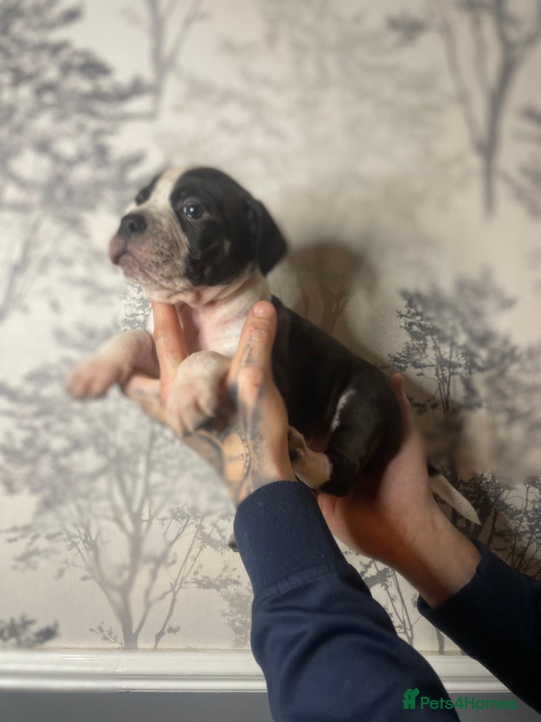 Mixed Breed dogs for sale: Bulldogs for sale  - Image 10